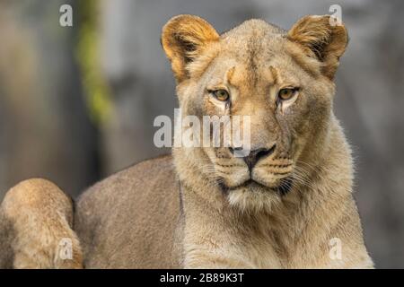 Ein Porträt eines Löwen Stockfoto