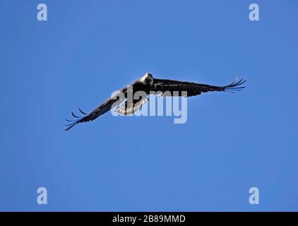 Ein unreifer Weißkopfseeadler steigt anmutig über die Pazifikküste in der Nähe des kleinen Dorfes Yachats, Oregon. Stockfoto