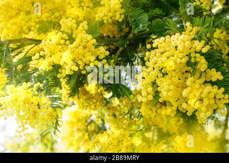 Schöner Mimosenbaum im Frühling. Flauschige, zarte Mimosenblüten in Sonnenstrahlen. Schöne Frühlings-Natur. Stockfoto