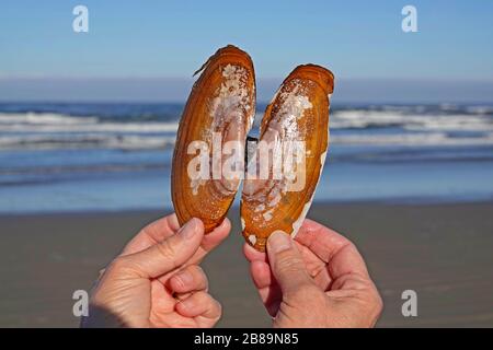 Die Schale einer Pazifischen Rasierklinge, Siliqua patula, an einem sandigen Strand an der Pazifikküste von Oregon in der Nähe des Dorfes Yachats, Oregon. Stockfoto