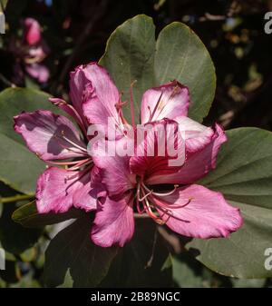 Bauhinia purpurea Stockfoto