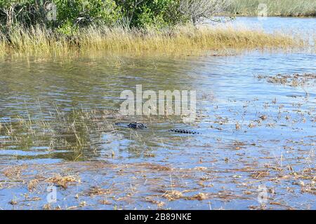 Everglades, Miami, Fl, Usa Stockfoto