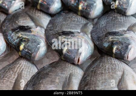 Frischer Meerbrassen auf einem Marktstand der britischen Fischhändler zu sehen Stockfoto