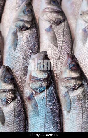 Frischer Meeresbass, Dicentrarchus labrax, auf einem Marktstand für Fischhändler in Großbritannien zu sehen Stockfoto