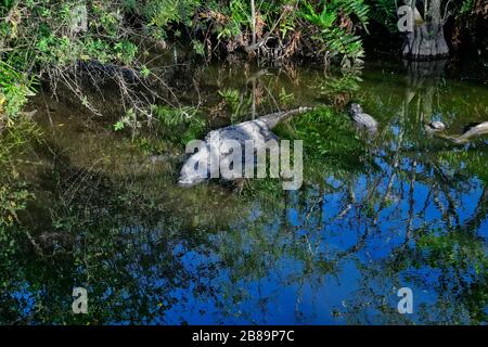 Everglades, Miami, Fl, Usa Stockfoto