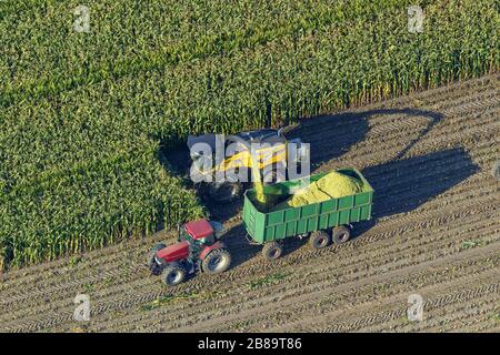 , Maisernte bei Dorsten, 30.09.2013, Luftbild, Deutschland, Nordrhein-Westfalen, Ruhrgebiet, Dorsten Stockfoto