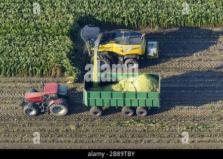 Maisernte bei Dorsten, 30.09.2013, Luftbild, Deutschland, Nordrhein-Westfalen, Ruhrgebiet, Dorsten Stockfoto