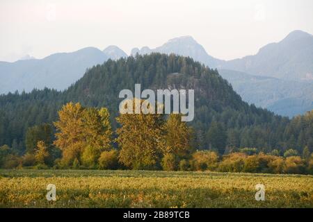 Der Wald und die Feuchtgebiete des Minnekhada Regional Park und der Coast Mountains in Coquitlam, einem Vorort von Vancouver, British Columbia, Kanada. Stockfoto