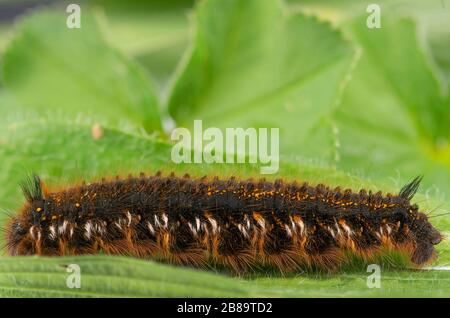 Der Trinker (Philudoria potatoria, Euthrix potatoria), alte Raupe, Deutschland, Bayern Stockfoto
