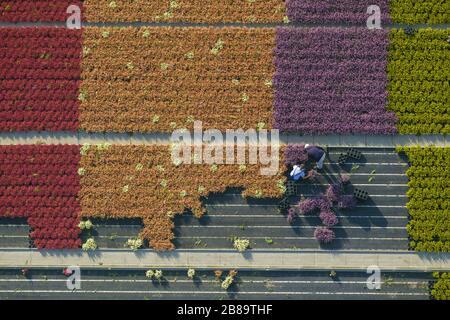 Heidekraut, Ling, Heidekraut (Calluna vulgaris), Reihen von bunten Blumen, Felder in einer Zierpflanze in Schermbeck, 30.09.2013, Luftaufnahme, Deutschland, Nordrhein-Westfalen, Ruhrgebiet, Schermbeck Stockfoto