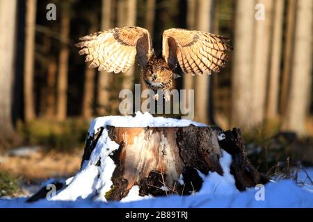 Nördliche Eule (Bubo bubo), im Flug, Tschechien Stockfoto