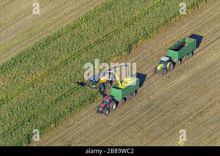 , Maisernte bei Dorsten, 30.09.2013, Luftbild, Deutschland, Nordrhein-Westfalen, Ruhrgebiet, Dorsten Stockfoto