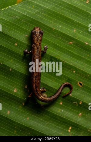 Peru Mushroom-tonierte Salamander (Bolitoglossa peruviana) vom peruanischen Amazonas. Stockfoto