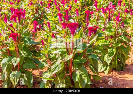 Bunte rote Celosia-Blumen oder Cockscomb- und Petunienblüten im Garten für natürlichen Hintergrund Stockfoto