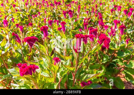 Bunte rote Celosia-Blumen oder Cockscomb- und Petunienblüten im Garten für natürlichen Hintergrund Stockfoto