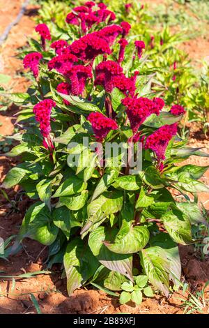 Bunte rote Celosia-Blumen oder Cockscomb- und Petunienblüten im Garten für natürlichen Hintergrund Stockfoto