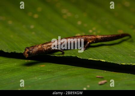 Peru Mushroom-tonierte Salamander (Bolitoglossa peruviana) vom peruanischen Amazonas. Stockfoto