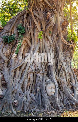 Großer Bodhi-Baum mit Buddha-Kopf in Baumwurzeln im Wat Mahathath-Tempel Ayutthaya Thailand. Ist der beliebteste Ort für ausländische Touristen. Stockfoto