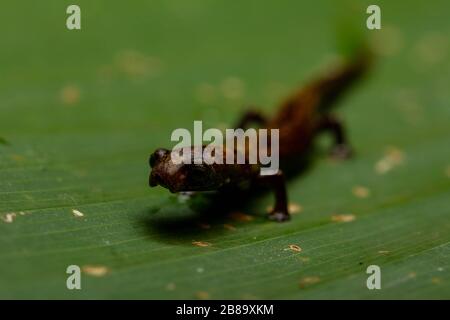 Peru Mushroom-tonierte Salamander (Bolitoglossa peruviana) vom peruanischen Amazonas. Stockfoto