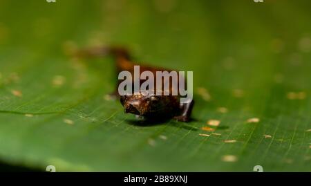 Peru Mushroom-tonierte Salamander (Bolitoglossa peruviana) vom peruanischen Amazonas. Stockfoto