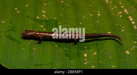 Peru Mushroom-tonierte Salamander (Bolitoglossa peruviana) vom peruanischen Amazonas. Stockfoto