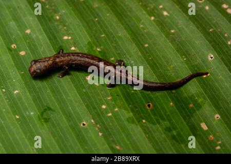 Peru Mushroom-tonierte Salamander (Bolitoglossa peruviana) vom peruanischen Amazonas. Stockfoto