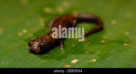 Peru Mushroom-tonierte Salamander (Bolitoglossa peruviana) vom peruanischen Amazonas. Stockfoto