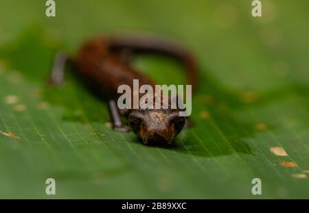 Peru Mushroom-tonierte Salamander (Bolitoglossa peruviana) vom peruanischen Amazonas. Stockfoto