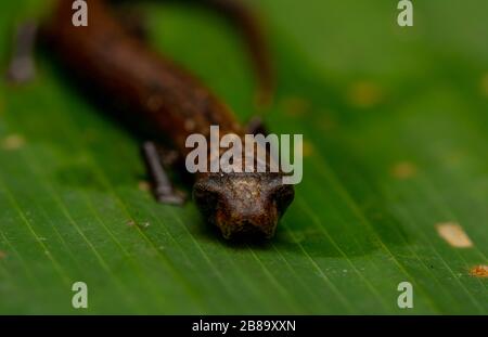 Peru Mushroom-tonierte Salamander (Bolitoglossa peruviana) vom peruanischen Amazonas. Stockfoto