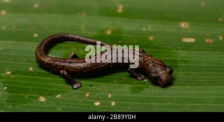 Peru Mushroom-tonierte Salamander (Bolitoglossa peruviana) vom peruanischen Amazonas. Stockfoto