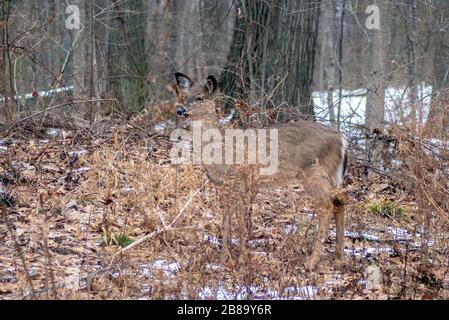 Eine einzelne braune Damhirschkuh steht noch in einem winterlichen Wald und versteckt sich fast in Sichtweite, während sie sich an die Bäume und Blätter anpasst Stockfoto