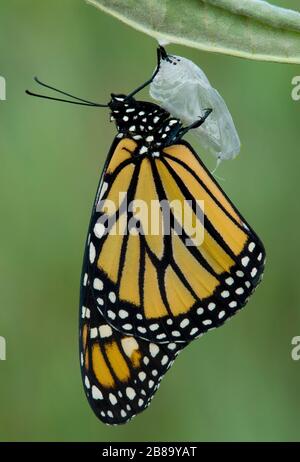 Monarch Butterfly ist frisch aus Chrysalis (Danaus Plexippus), E North America, von Skip Moody/Dembinsky Photo Assoc hervorgegangen Stockfoto