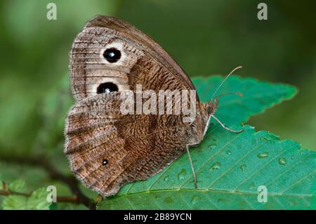 Gemeinsamer Wood-Nymph-Schmetterling (Cercyonis pegala), Eastern USA, von Skip Moody/Dembinsky Photo Assoc Stockfoto