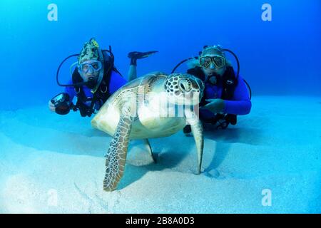 Unterwasseraufnahmen von Tauchgängen, Tauchern und Meereslebewesen beim Tauchen auf der Karibik rund um die Insel St. Maarten/St. Martin Stockfoto