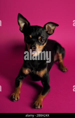 Der schöne kleine schwarze Hund von Toy Terrier Breed liegt auf einem hellrosa Hintergrund.Nahaufnahme. Stockfoto