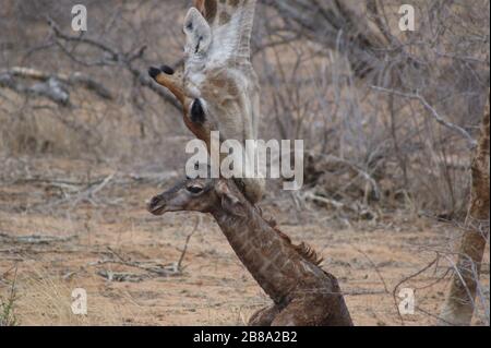 Neugeborenes Baby Giraffe und Mutter auf Safari in Südafrika Stockfoto