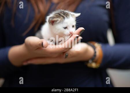 Süßes einwöchiges Tabby blindes Kätzchen. Menschenhand, die eine gestreifte, gespindete Kätzchen im Freien in einem sonnigen, unscharfen Hintergrund hält. Stockfoto