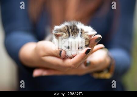 Süßes einwöchiges Tabby blindes Kätzchen. Menschenhand, die eine gestreifte, gespindete Kätzchen im Freien in einem sonnigen, unscharfen Hintergrund hält. Stockfoto