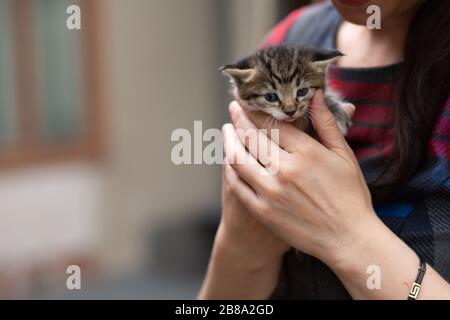 Süßes einwöchiges Tabby blindes Kätzchen. Menschenhand, die eine gestreifte, gespindete Kätzchen im Freien in einem sonnigen, unscharfen Hintergrund hält. Stockfoto