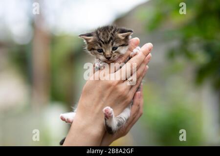 Süßes einwöchiges Tabby blindes Kätzchen. Menschenhand, die eine gestreifte, gespindete Kätzchen im Freien in einem sonnigen, unscharfen Hintergrund hält. Stockfoto