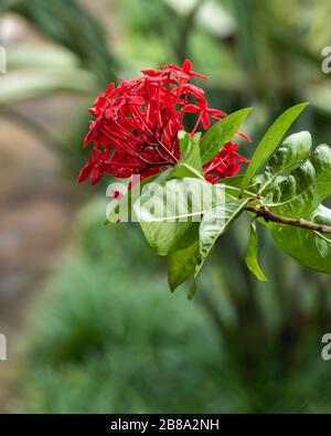 Einzelne, sehr rote Blüte an einem Strauchstamm mit Wassertröpfchen, umgeben von grünen Blättern. Stockfoto