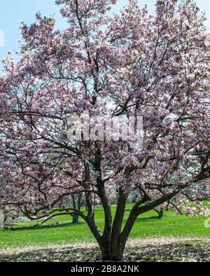 Ann Magnolia Tree, ein prächtiger Vollformatsbaum, der im Frühling in einem Park in New Jersey, USA, in voller Blüte steht. Stockfoto