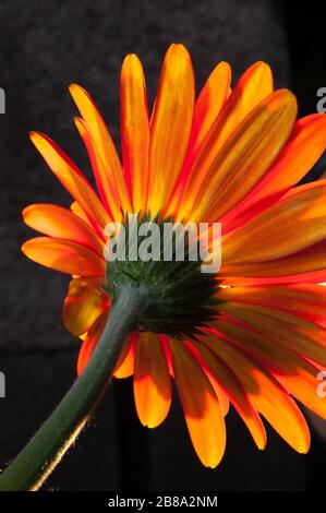 Ungewöhnliches Hintergrundbild der leuchtend orangefarbenen, brillanten Gerbera Daisy Blume vor schwarzem Hintergrund mit Hintergrundbeleuchtung. Stockfoto