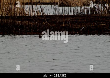 Paar hooded Merganser im Lindsey City Park Public Fishing Lake, Canyon, Texas. Stockfoto