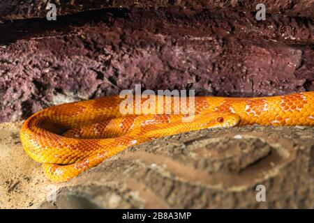 Nahaufnahme von Boa mit orangefarbener, goldgelber Farbe im Showcase im Thailand Zoo. Wählen Sie Fokus Stockfoto