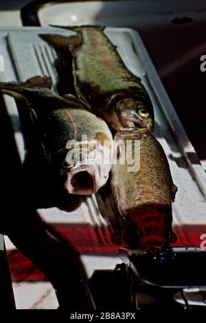 Fresh Rainbow Trout, gekleidet und bereit zur Vorbereitung. Stockfoto