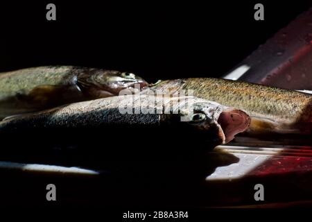 Fresh Rainbow Trout, gekleidet und bereit zur Vorbereitung. Stockfoto