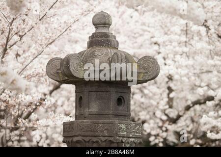 Eine zeremonielle japanische Laterne, umgeben von Kirschblüten im Tidal Basin in Washington, D.C., 20. März 2020. Stockfoto