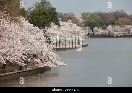 Kirschblüten im Tidal Basin in Washington, D.C., 20. März 2020. Die üblichen Menschenmassen und Live-Auftritte für das jährliche Cherry Blossom Festival Stockfoto