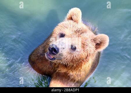 Bär, Grizzly-Bär im Wasser, der Bär ist ein wildes Tier, der Bär ist Wildlife Stockfoto